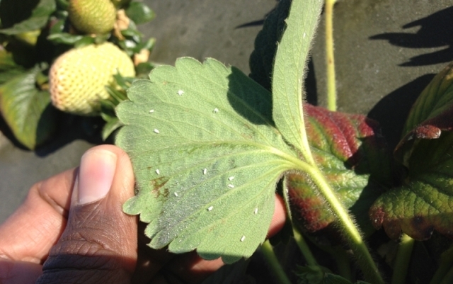 مبارزه با مگس سفید: روشهای از بین بردن حشرات ریز سفید روی گیاه چیست 