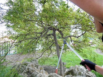 کاشت و پرورش درخت افرا