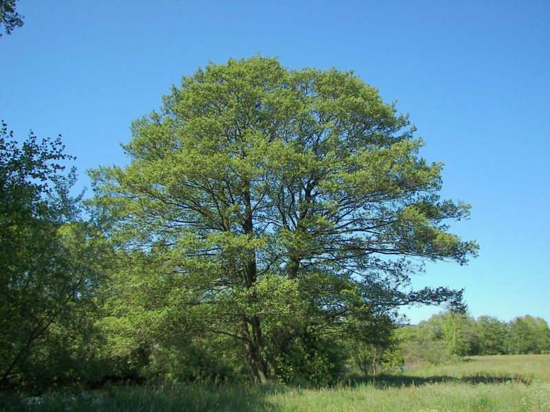 پرورش و نگهداری درخت توسکا (توسه )