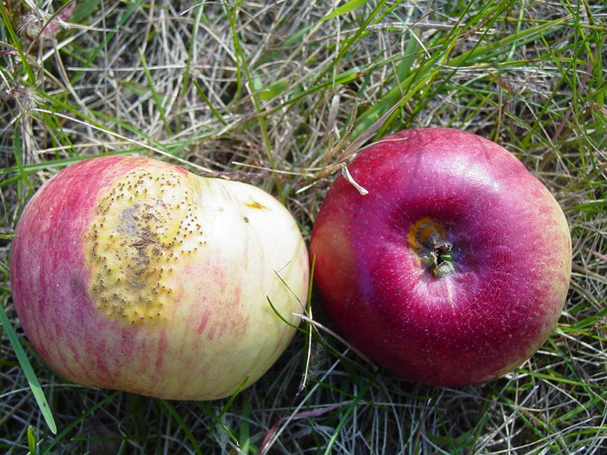 شناخت بیماری زنگ ایرانی سیب و نجوه درمان