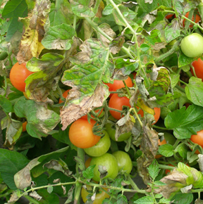 بیماری سفیدک داخلی گوجه فرنگی و نحوه درمان
