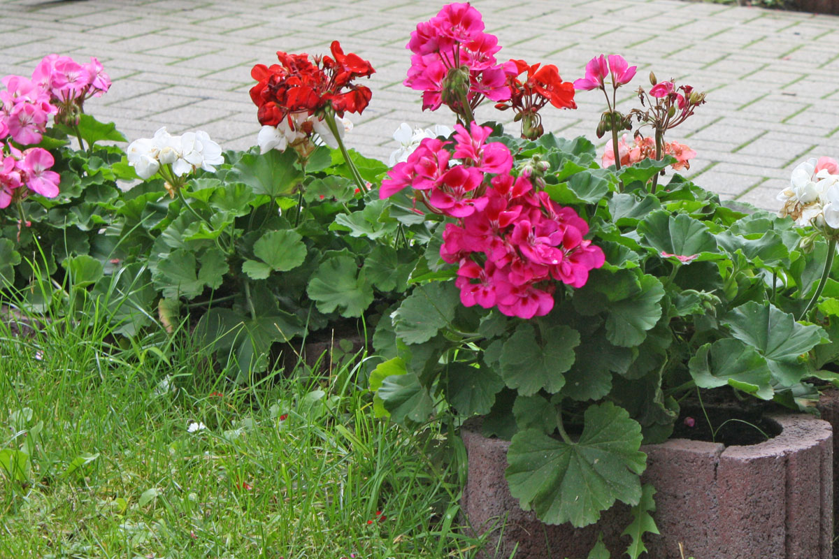 چند روش برای گل دهی بهتر گیاهان گلدار