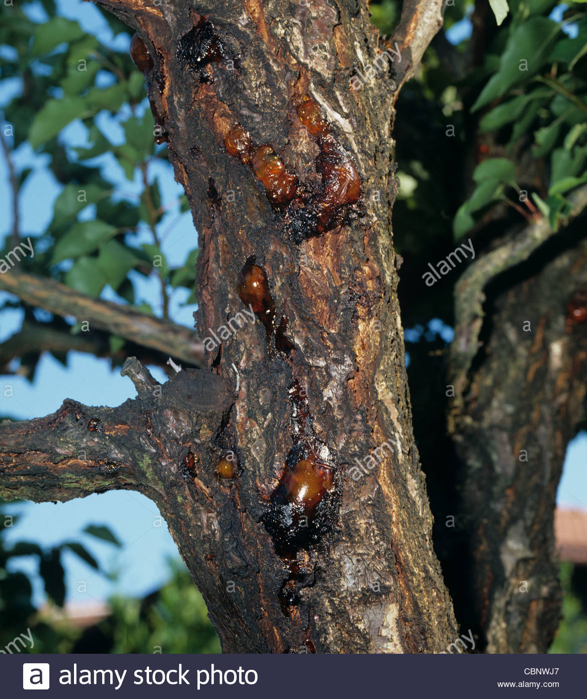 آشنایی یا بیماری شانکر باکتریایی درختان هسته دار