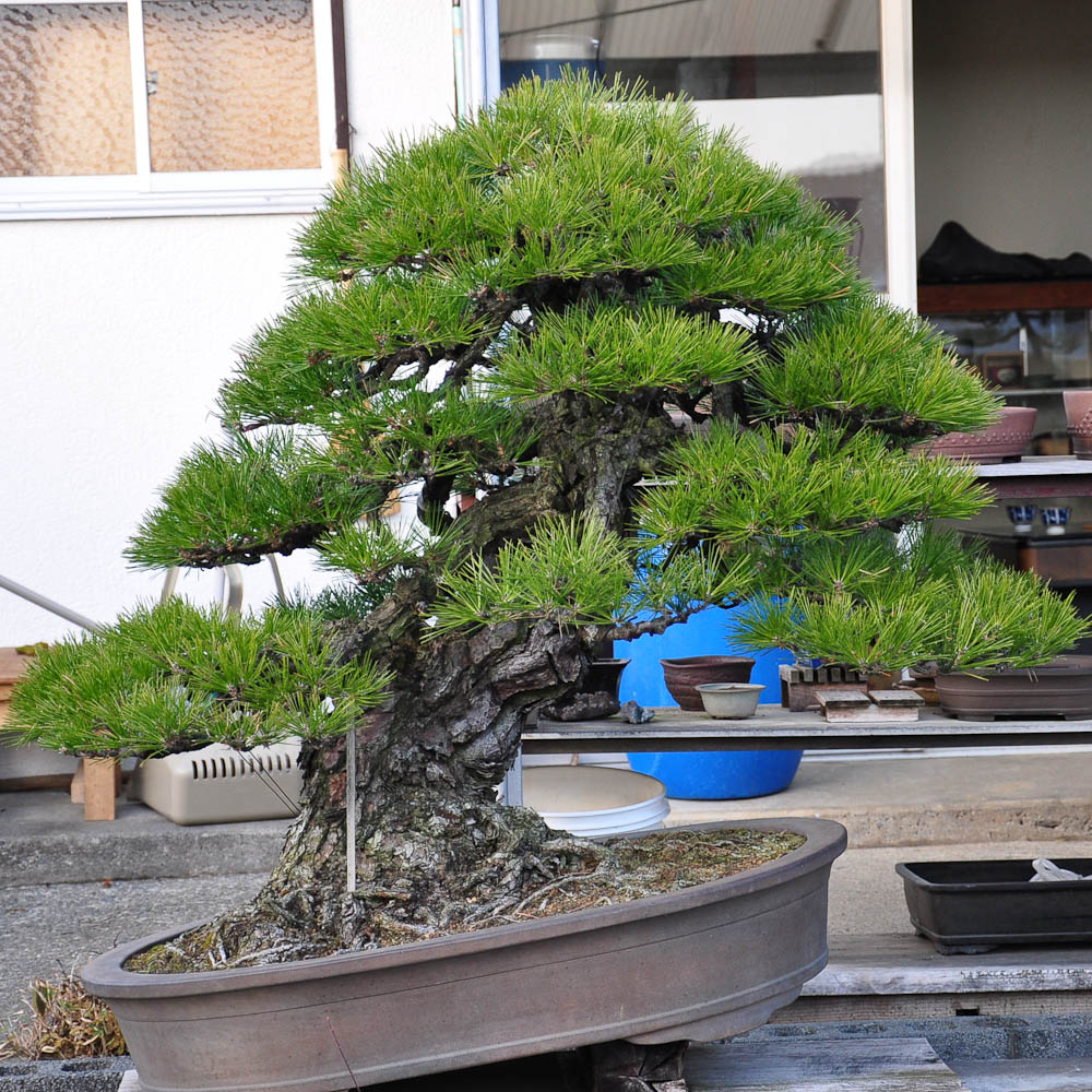 میزان نور مورد نیاز انواع گیاهان بونسایی - فوت و فن های باغبانی