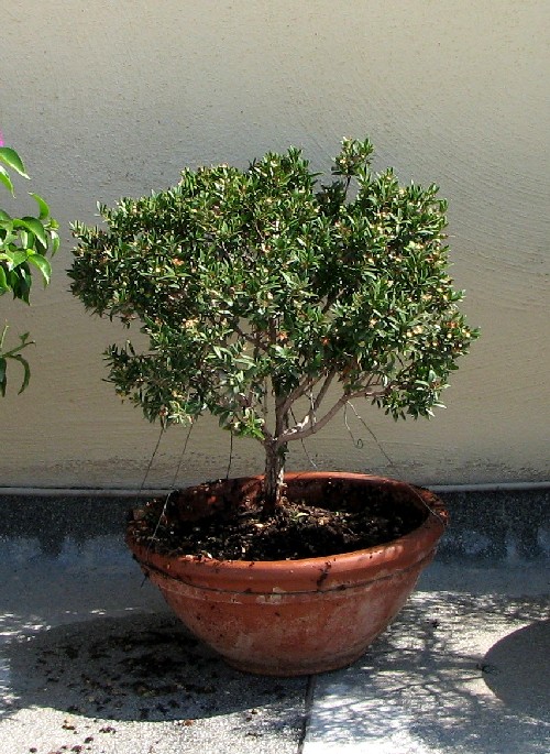 پرورش و نگهداری بونسای مورد  - فوت و فن ...