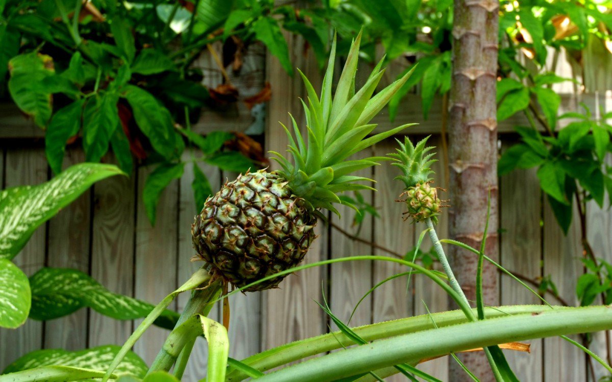 کاشت گیاه آناناس