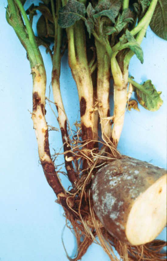 آشنایی با بیماری پوسیدگی ریشه سیب زمینی و نحوه ی درمان