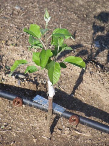 پرورش سیب از طریق کاشت بذر