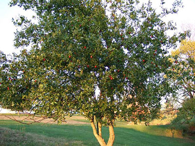 عناب درختی مقاوم به کم آبی