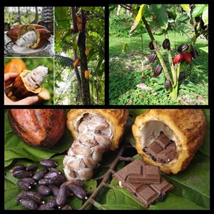 پرورش کاکائو از طریق بذر - فوت و فن های باغبانی