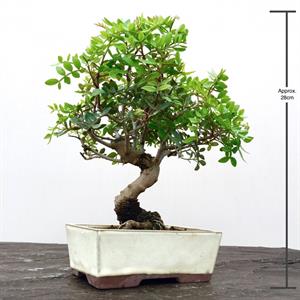 چگونه بونسای پسته پرورش دهیم ؟ - فوت و ف...