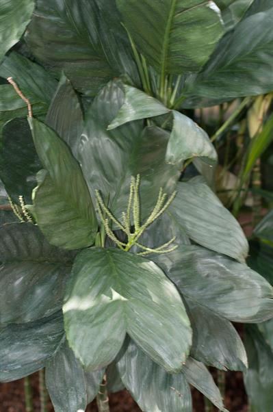 Chamaedorea metallic