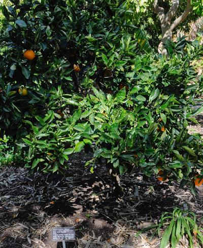 Citrus × sinensis