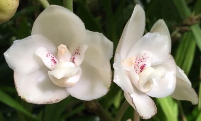 Dove Orchid