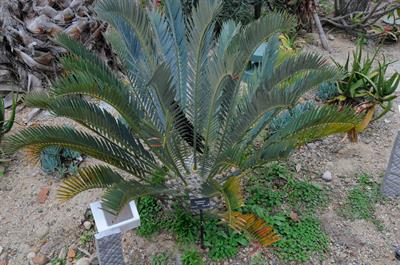 Encephalartos lehman