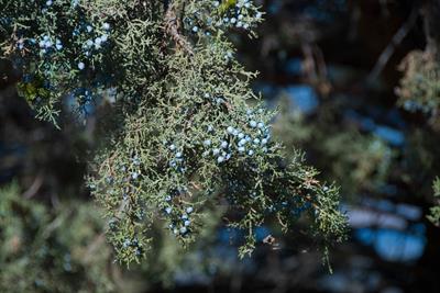 Juniperus occidental
