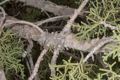 Juniperus osteosperm