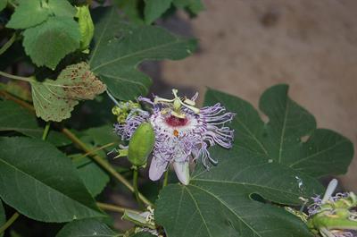 Passiflora edulis
