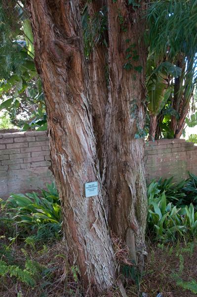 Podocarpus henkelii
