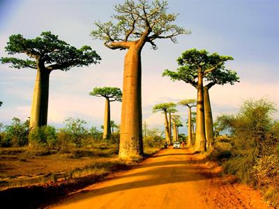 baoba tree, Madagasc