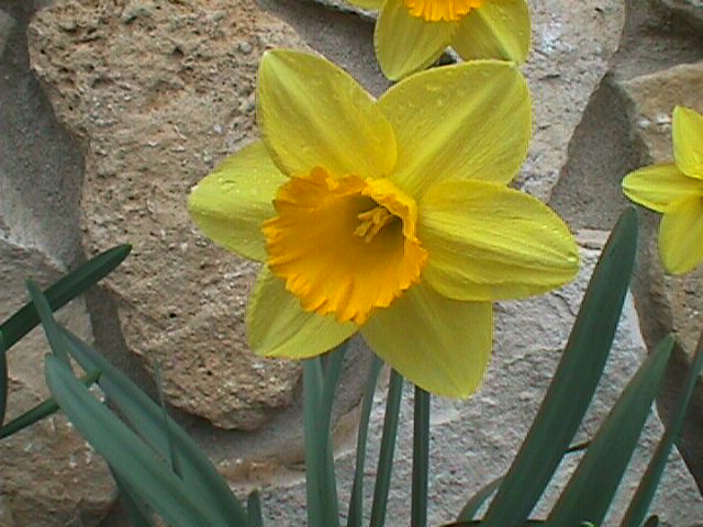 Narcissus%20jonquilla%201.jpg