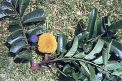 Artocarpus%20anisophyllus.jpg
