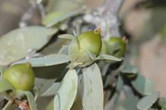 Simmondsia%20chinensis.jpg
