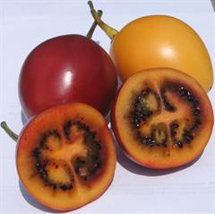 Solanum%20betaceum.jpg