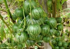 Solanum%20caripense.jpg