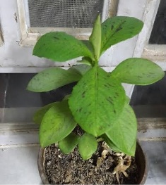 Related image