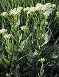 20170116122355Lepidium%20draba.jpg