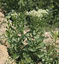 20170116122403Lepidium%20draba.jpg