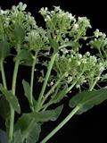 20170116122425Lepidium%20draba.jpg