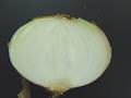 Allium%20cepa296.jpg