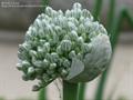 Allium%20cepa942.jpg