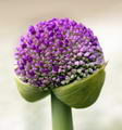 Allium%20giganteum_01.jpg