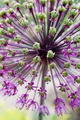 Allium%20giganteum_02.jpg