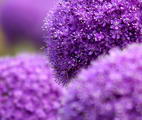 Allium%20giganteum_04.jpg