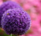 Allium%20giganteum_05.jpg