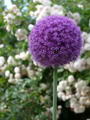 Allium%20giganteum_08.jpg