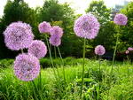 Allium%20giganteum_10.jpg