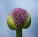 Allium%20giganteum_11.jpg