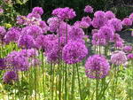 Allium%20giganteum_12.jpg