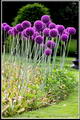 Allium%20giganteum_19.jpg