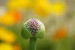 Allium%20giganteum_20.jpg