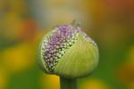 Allium%20giganteum_21.jpg