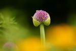 Allium%20giganteum_23.jpg