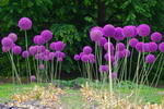 Allium%20giganteum_25.jpg