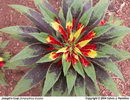 Amaranthus%20tricolor%2010.jpg