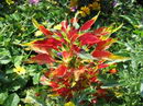 Amaranthus%20tricolor%2011.jpg